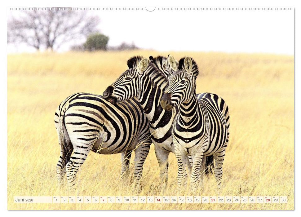 Afrikas Tiere. Majestäten in exotischer Wildnis (CALVENDO Wandkalender 2026)