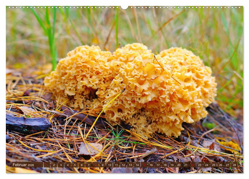 Herbstzeit ist Pilzezeit (CALVENDO Premium Wandkalender 2026)