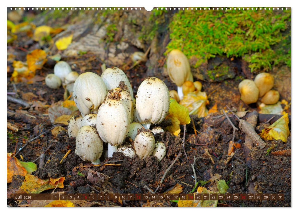 Herbstzeit ist Pilzezeit (CALVENDO Premium Wandkalender 2026)