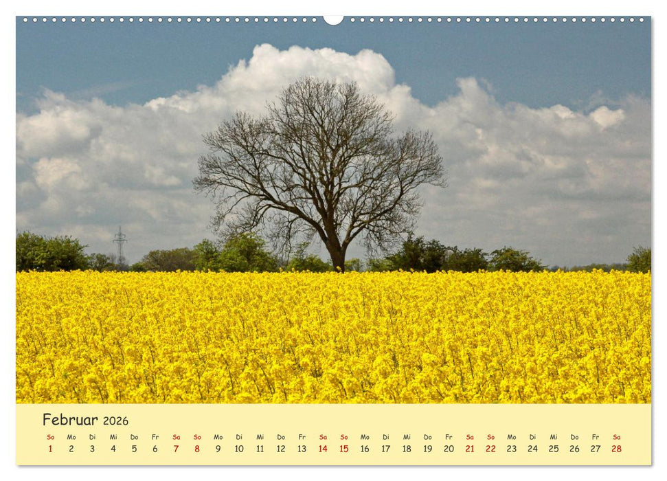 Rapsblüte an der Ostsee (CALVENDO Premium Wandkalender 2026)