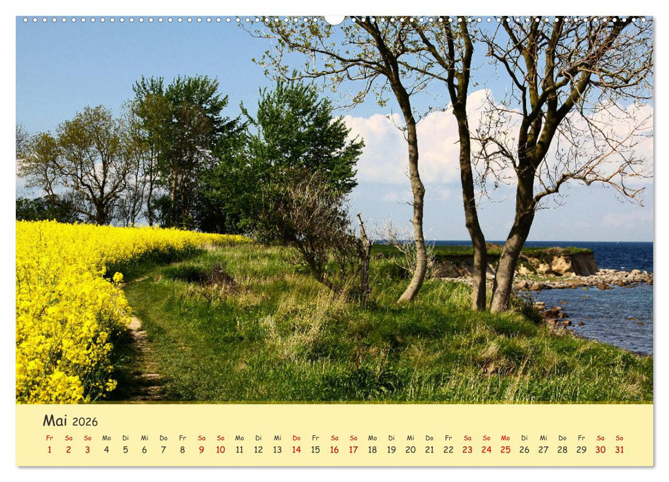 Rapsblüte an der Ostsee (CALVENDO Premium Wandkalender 2026)