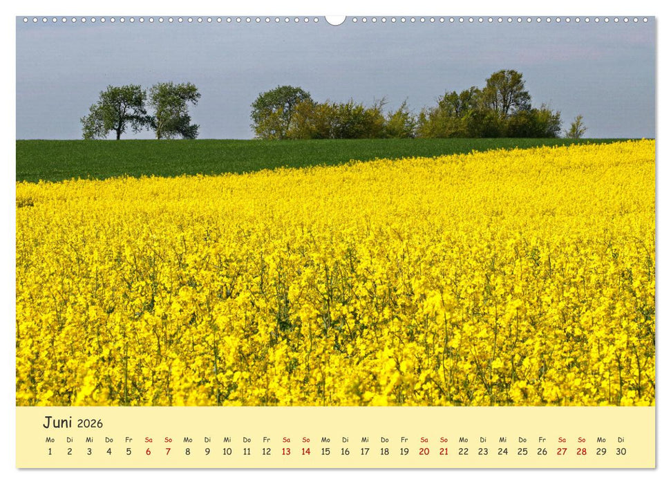 Rapsblüte an der Ostsee (CALVENDO Premium Wandkalender 2026)