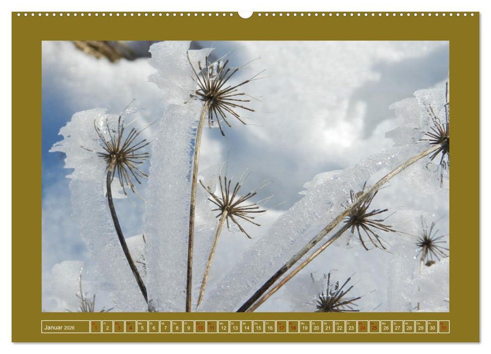 Moor-Stimmungen (CALVENDO Premium Wandkalender 2026)