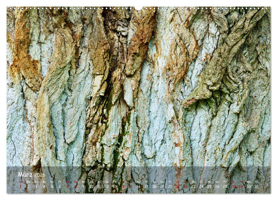Borkenformen (CALVENDO Wandkalender 2026)