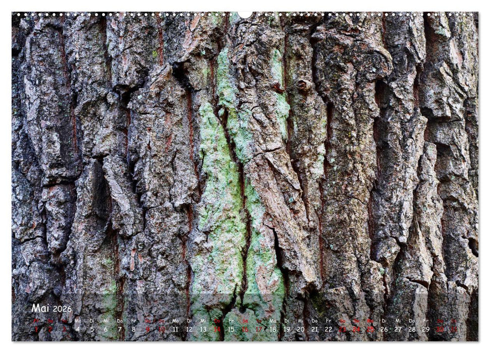 Borkenformen (CALVENDO Wandkalender 2026)