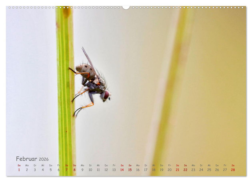Tierische Untermieter (CALVENDO Premium Wandkalender 2026)