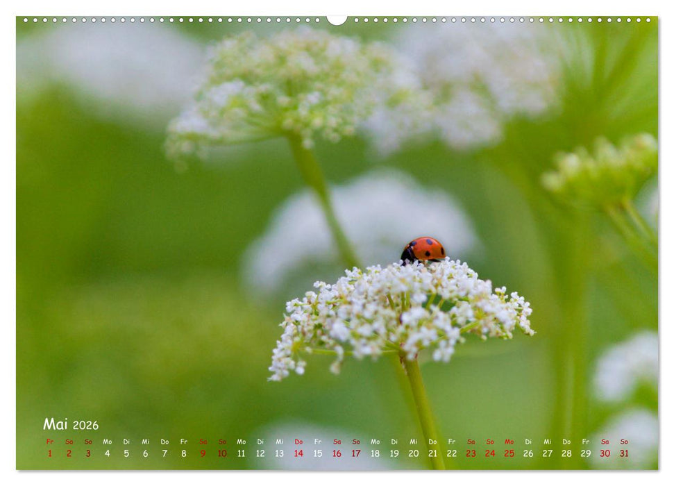 Tierische Untermieter (CALVENDO Premium Wandkalender 2026)