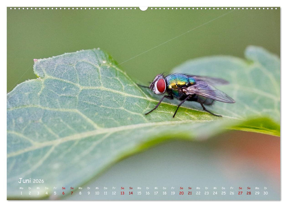 Tierische Untermieter (CALVENDO Premium Wandkalender 2026)