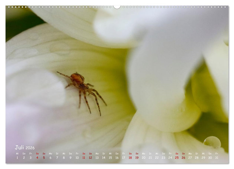 Tierische Untermieter (CALVENDO Premium Wandkalender 2026)