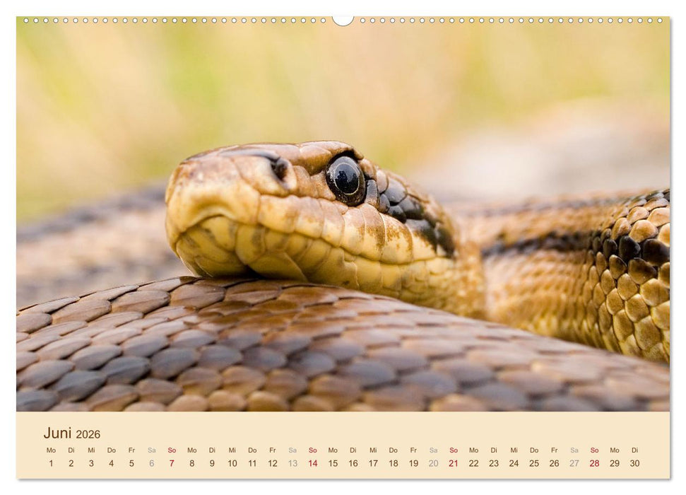 Schlangen Europas (CALVENDO Premium Wandkalender 2026)