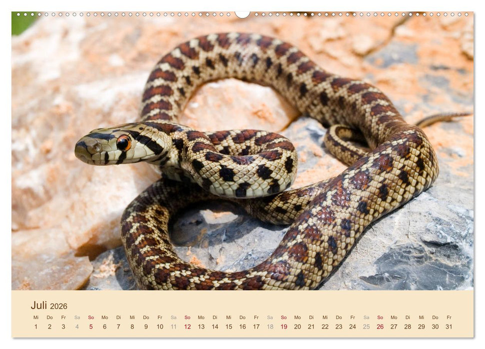 Schlangen Europas (CALVENDO Premium Wandkalender 2026)
