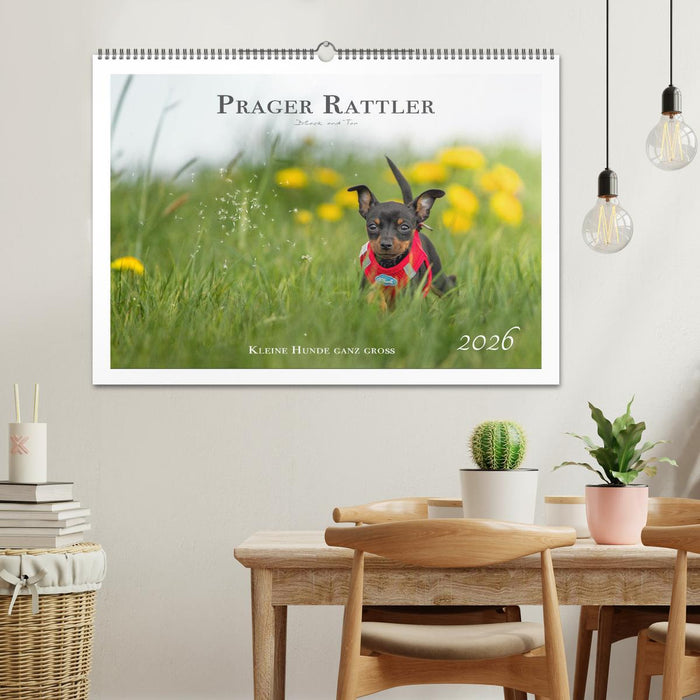 Prager Rattler - Black and Tan - Kleine Hunde ganz groß (CALVENDO Wandkalender 2026)