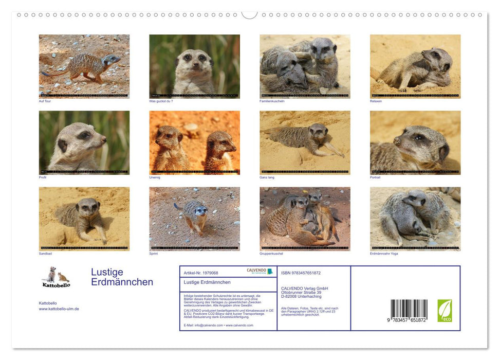 Lustige Erdmännchen (CALVENDO Premium Wandkalender 2026)