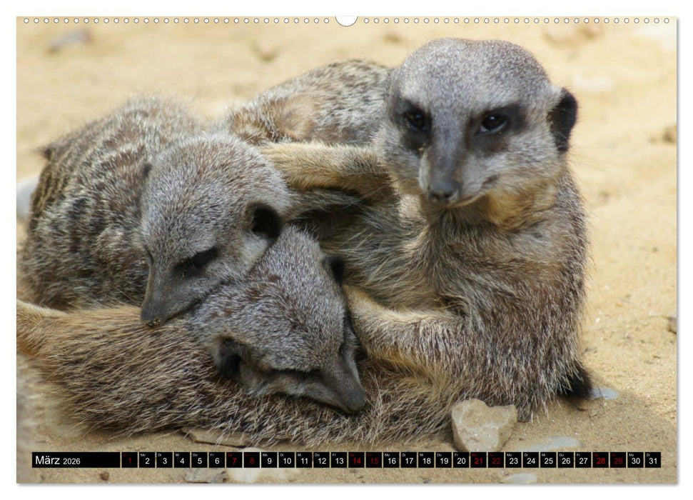 Lustige Erdmännchen (CALVENDO Premium Wandkalender 2026)