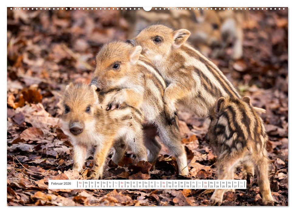 Faszination Schwarzwild (CALVENDO Premium Wandkalender 2026)