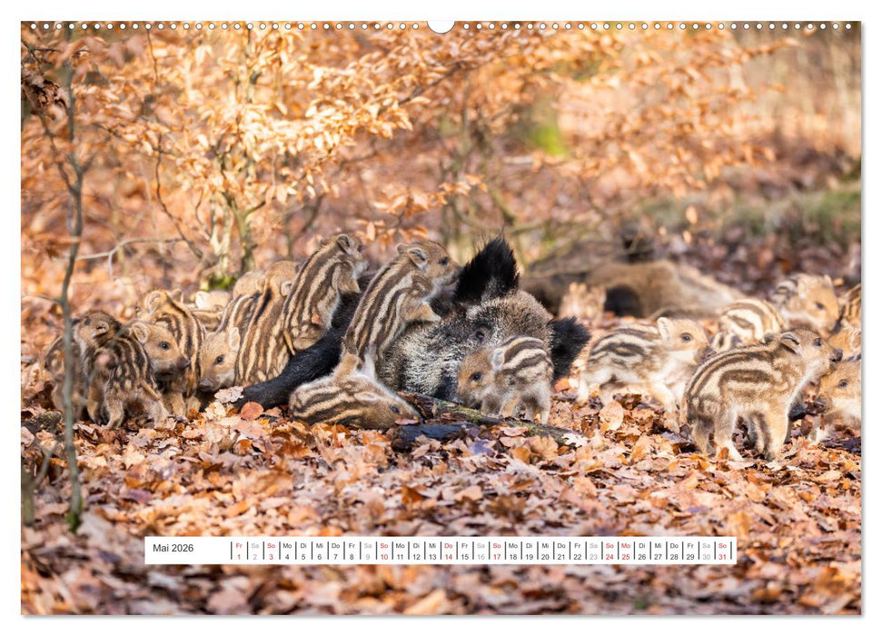 Faszination Schwarzwild (CALVENDO Premium Wandkalender 2026)