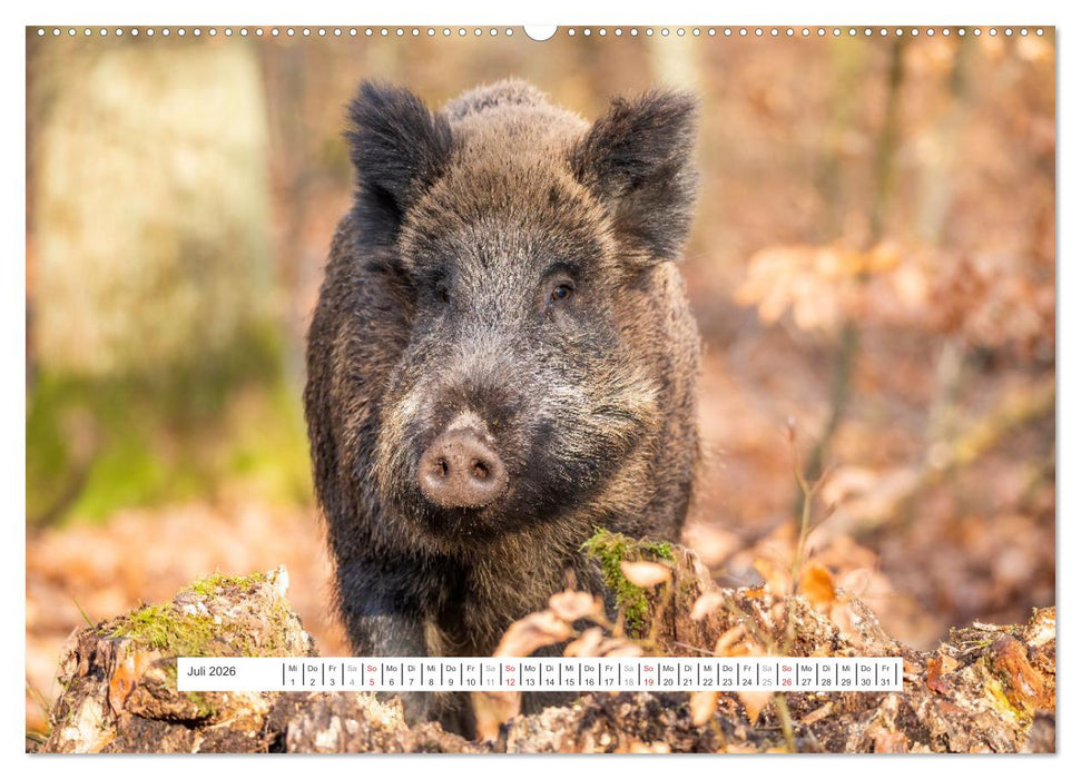 Faszination Schwarzwild (CALVENDO Premium Wandkalender 2026)