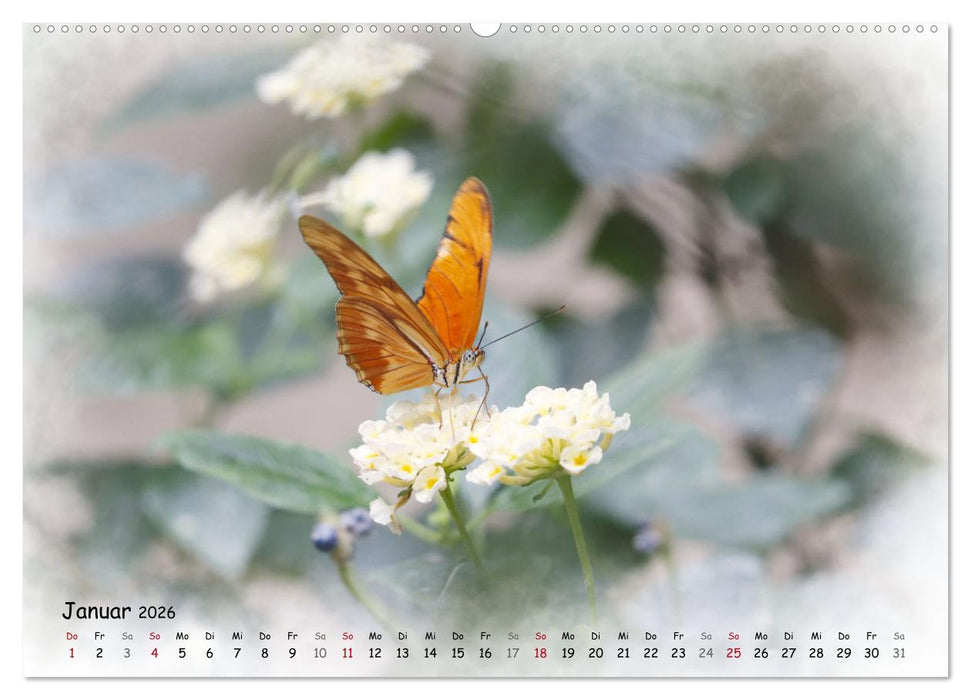 Schmetterlinge im Tropenparadies (CALVENDO Wandkalender 2026)