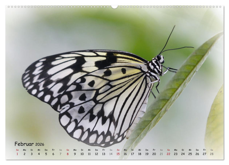 Schmetterlinge im Tropenparadies (CALVENDO Wandkalender 2026)