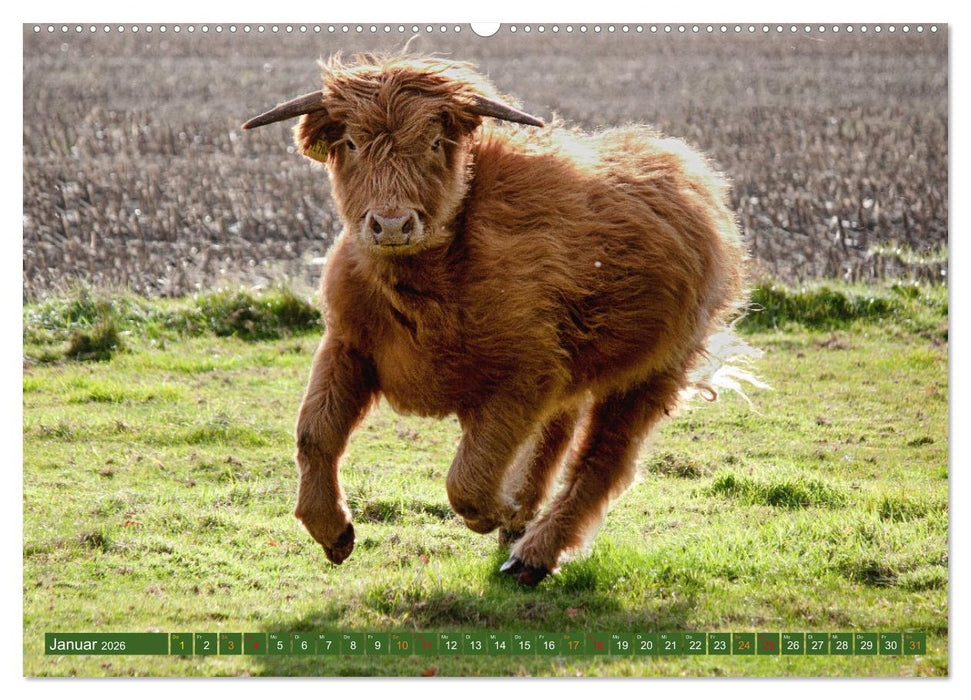 Geliebte Highlander (CALVENDO Premium Wandkalender 2026)