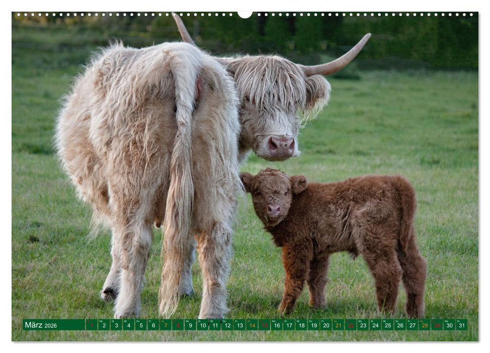 Geliebte Highlander (CALVENDO Premium Wandkalender 2026)