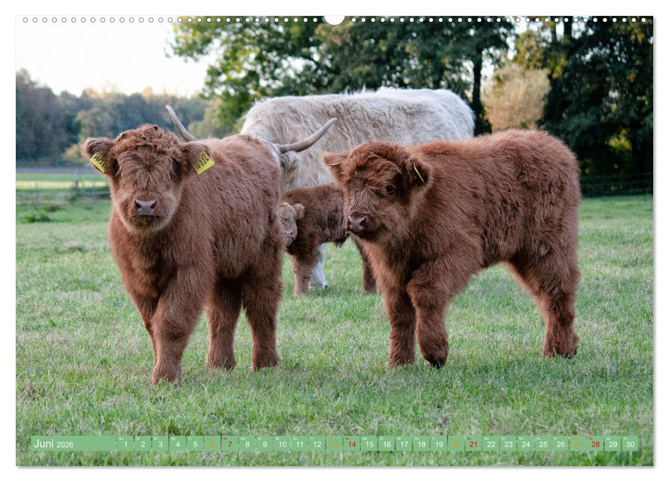 Geliebte Highlander (CALVENDO Premium Wandkalender 2026)
