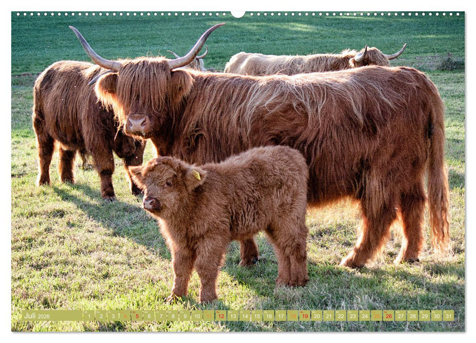 Geliebte Highlander (CALVENDO Premium Wandkalender 2026)