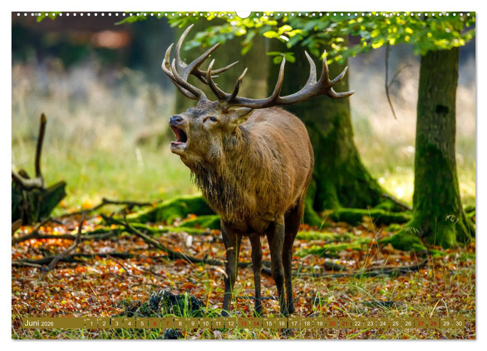 Die Brunft der Hirsche (CALVENDO Premium Wandkalender 2026)