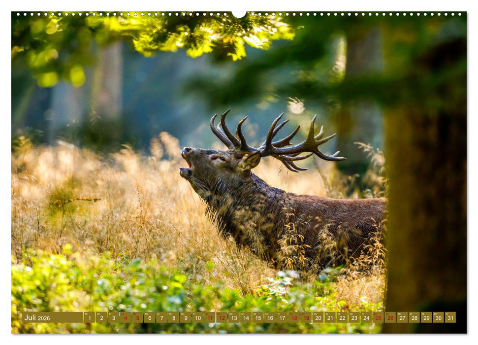 Die Brunft der Hirsche (CALVENDO Premium Wandkalender 2026)