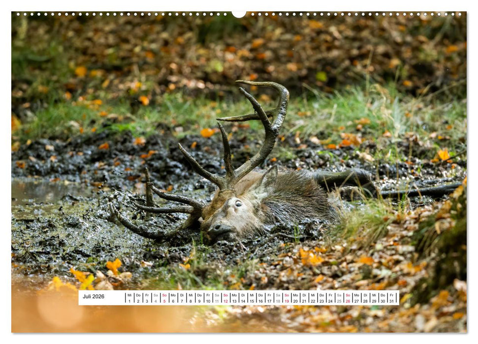 Faszination Hirschbrunft (CALVENDO Premium Wandkalender 2026)
