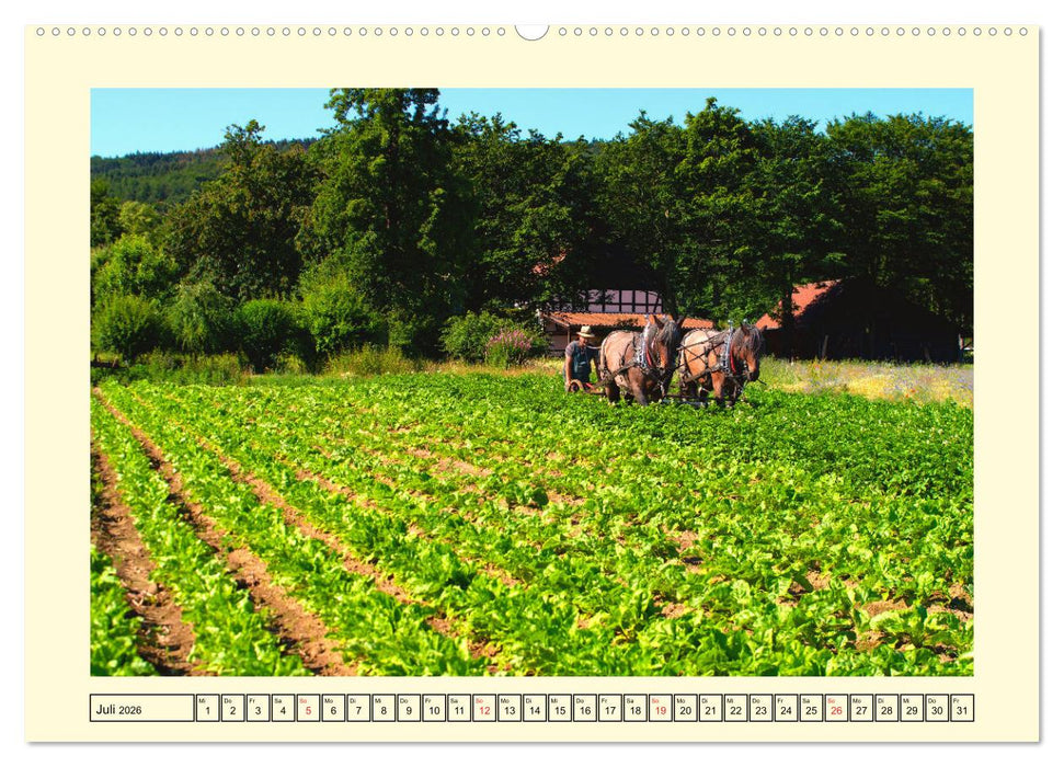 Arbeitspferde - Alltag des belgischen Kaltbluts (CALVENDO Premium Wandkalender 2026)