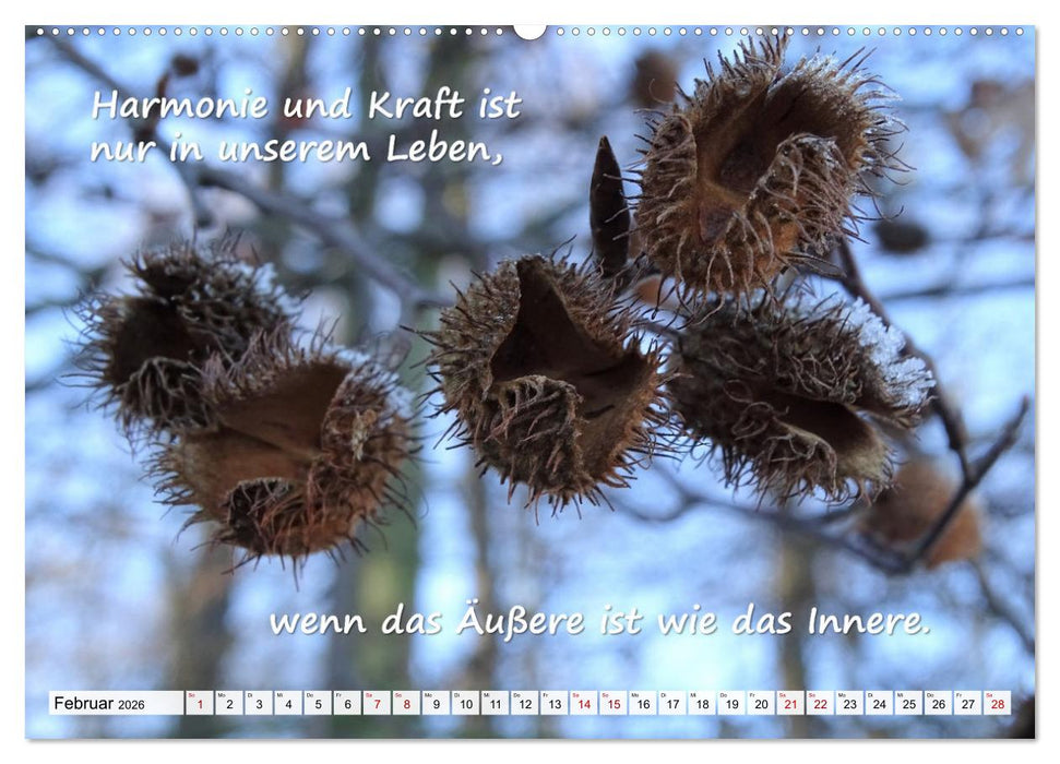 Albert Schweitzer Zitate (CALVENDO Premium Wandkalender 2026)