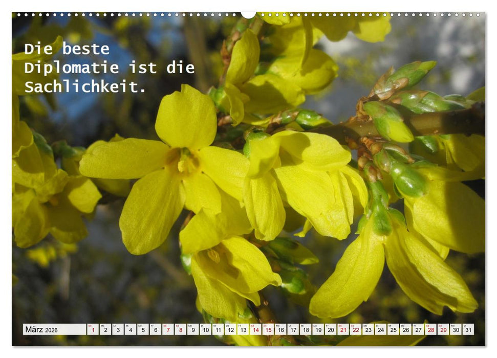 Albert Schweitzer Zitate (CALVENDO Premium Wandkalender 2026)