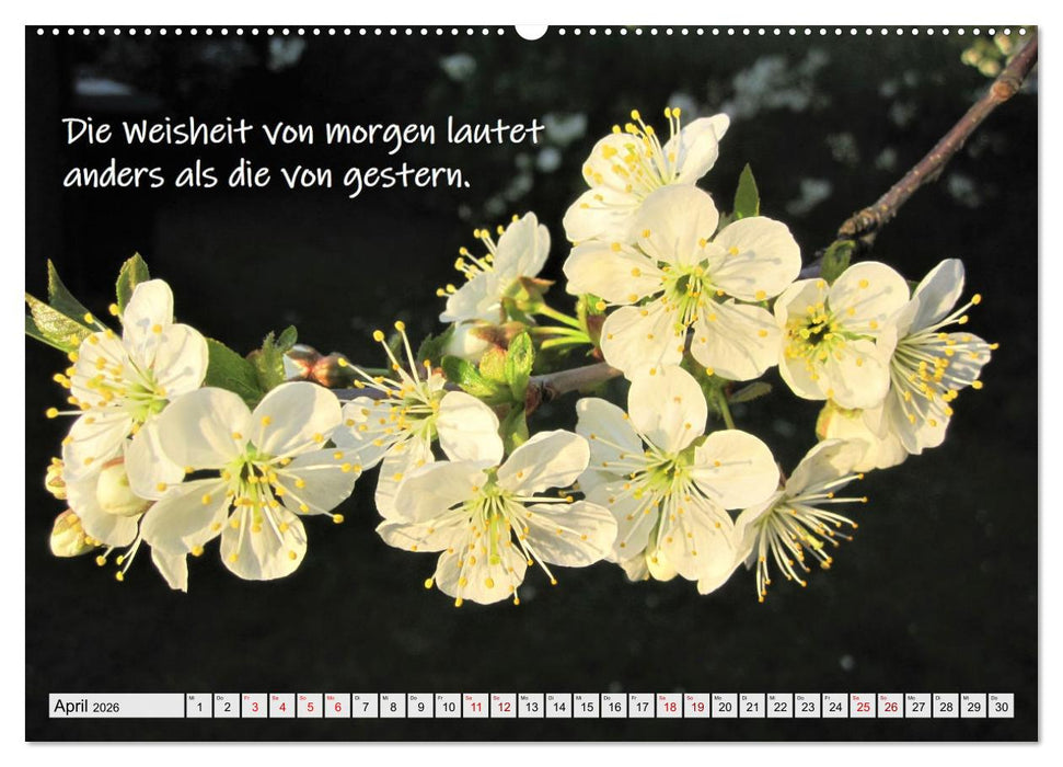 Albert Schweitzer Zitate (CALVENDO Premium Wandkalender 2026)