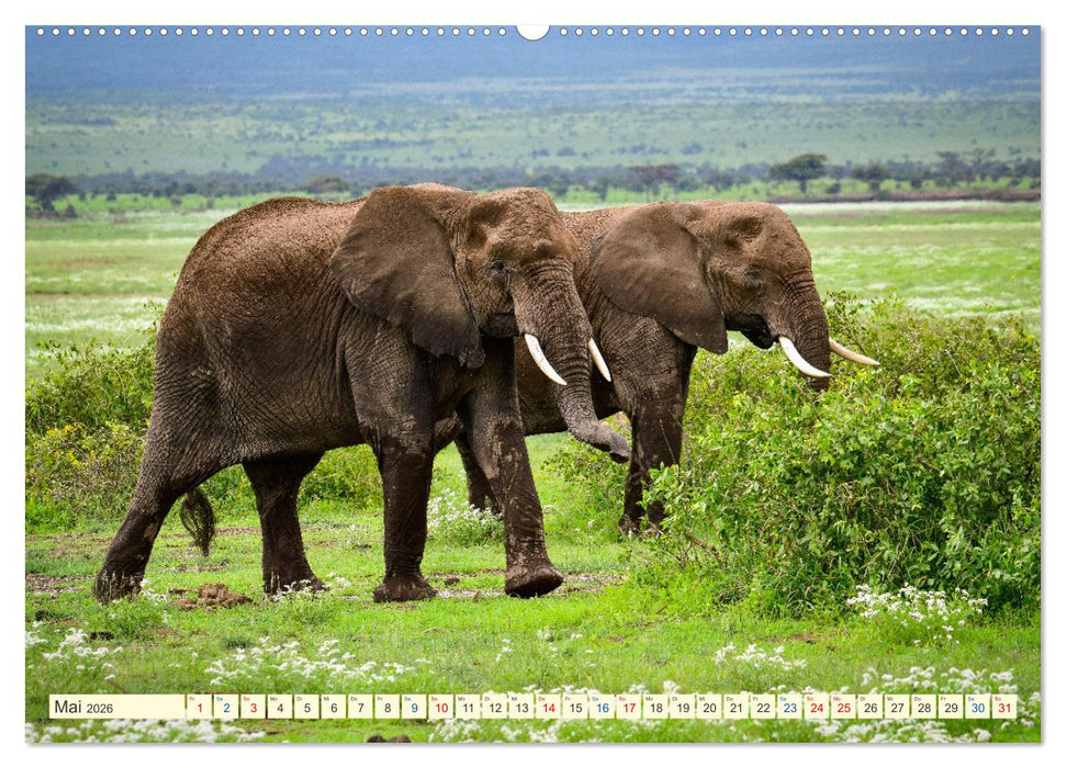Die Riesen der Savanne (CALVENDO Wandkalender 2026)