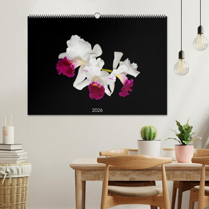 Leuchtende Cattleyen (CALVENDO Wandkalender 2026)