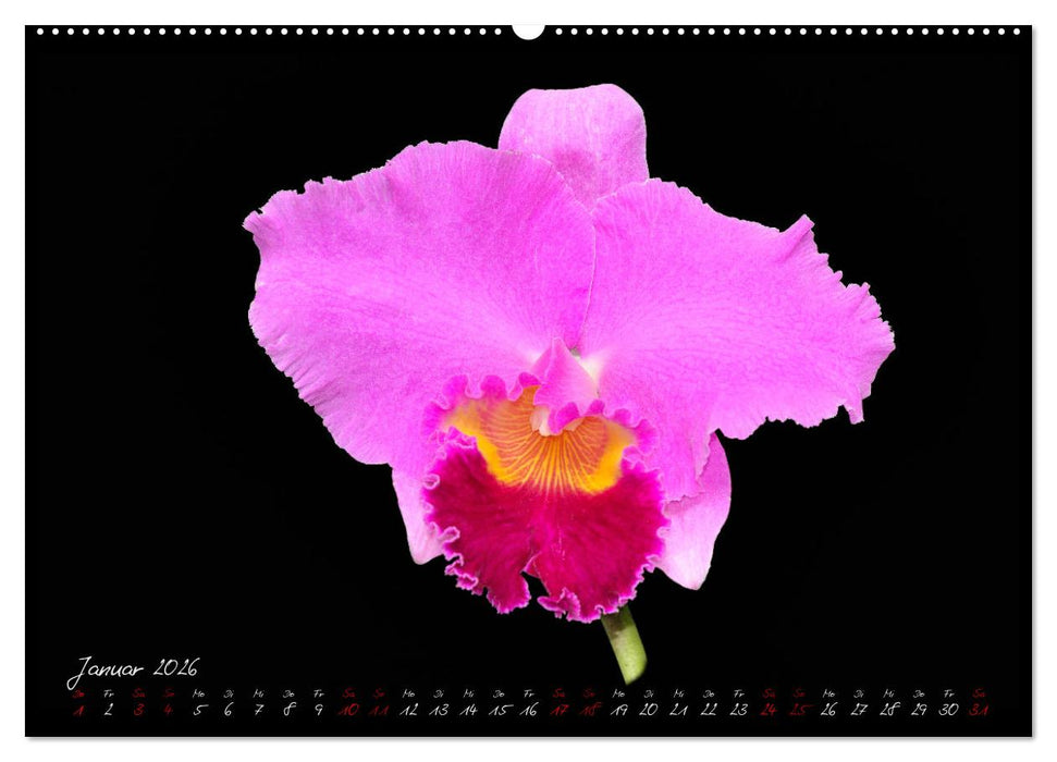 Leuchtende Cattleyen (CALVENDO Wandkalender 2026)