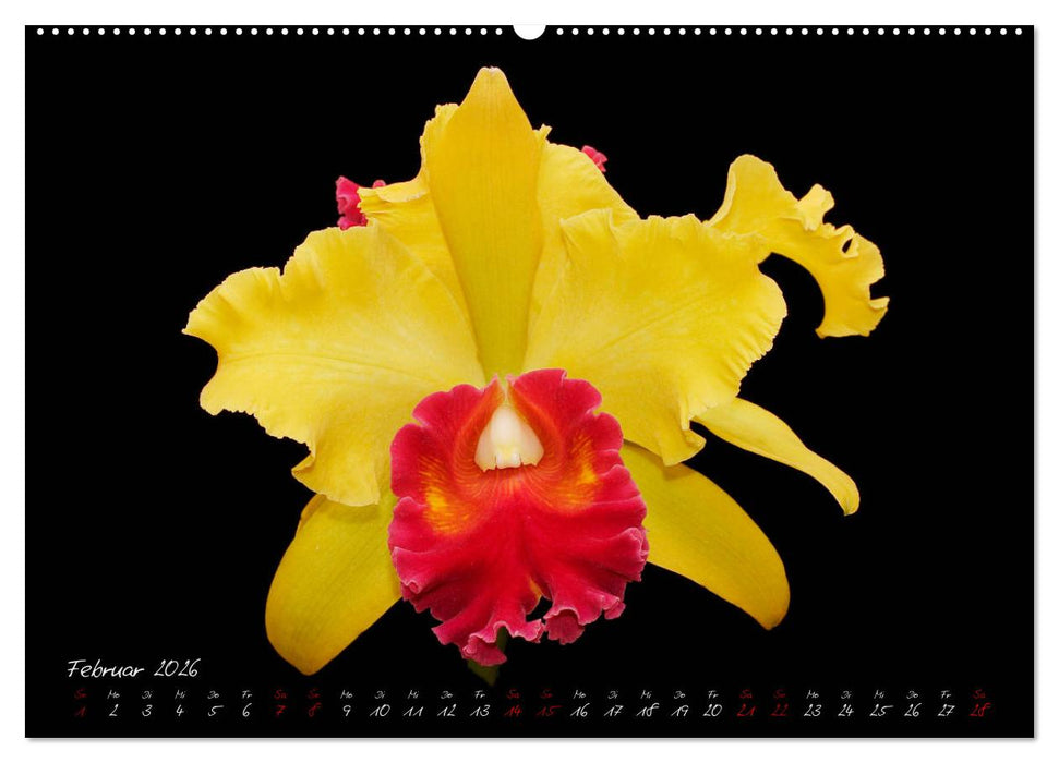 Leuchtende Cattleyen (CALVENDO Wandkalender 2026)