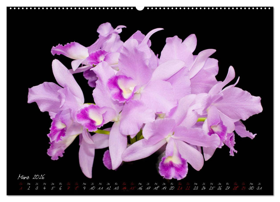 Leuchtende Cattleyen (CALVENDO Wandkalender 2026)
