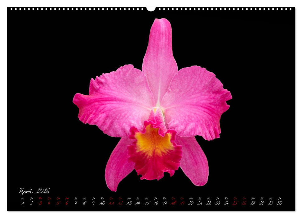 Leuchtende Cattleyen (CALVENDO Wandkalender 2026)
