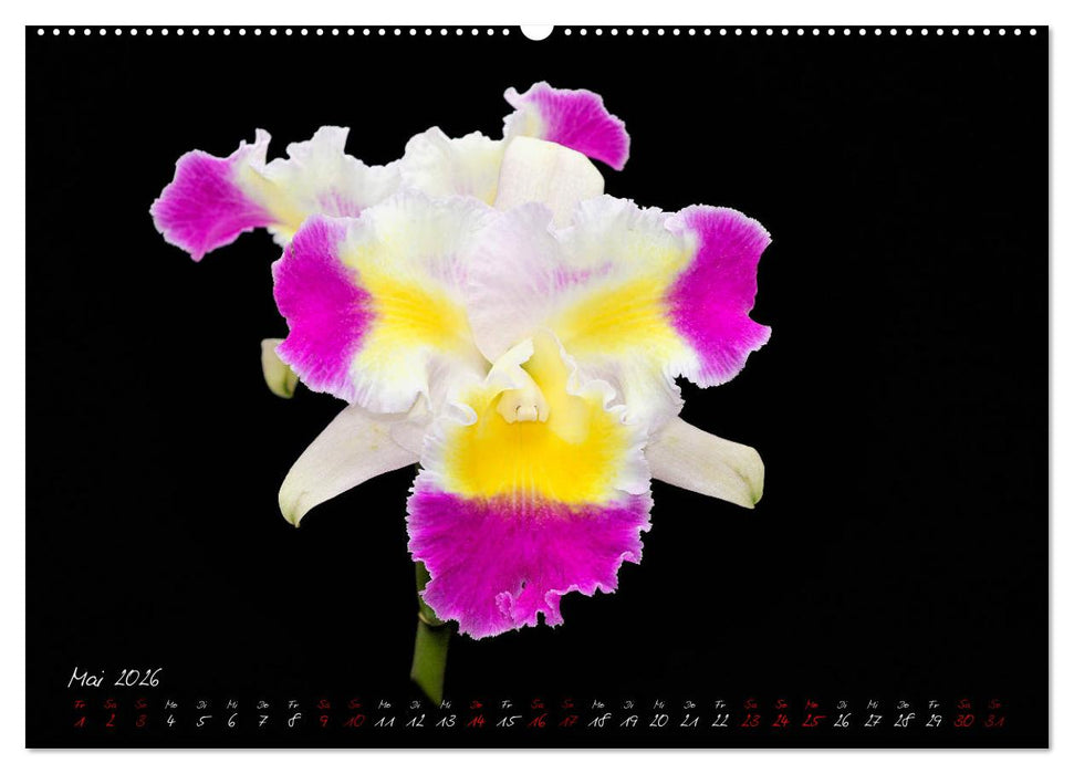 Leuchtende Cattleyen (CALVENDO Wandkalender 2026)