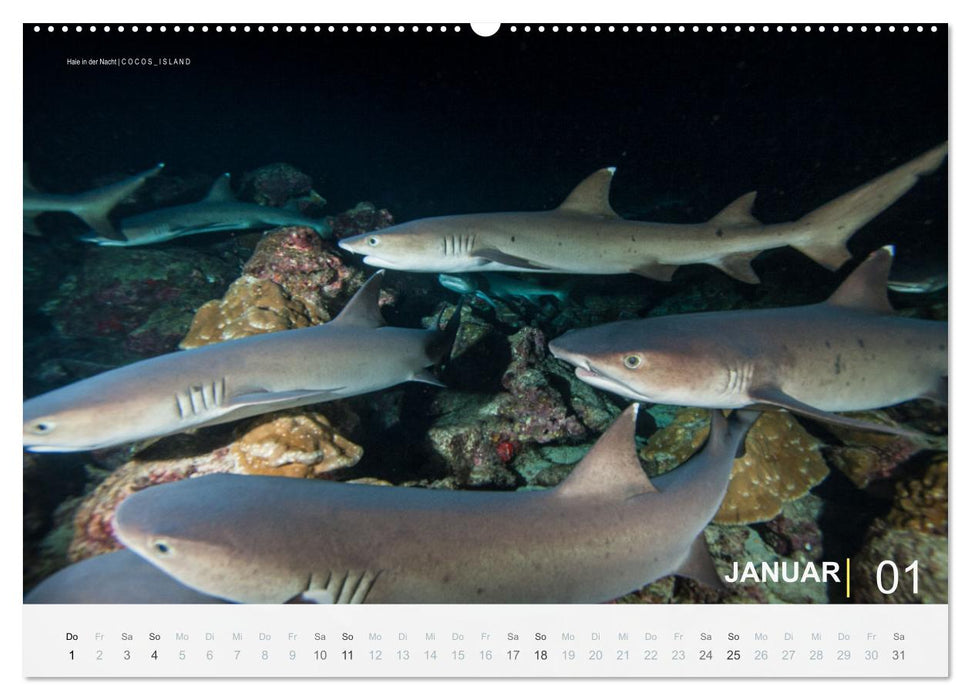 Haie in der Nacht (CALVENDO Premium Wandkalender 2026)