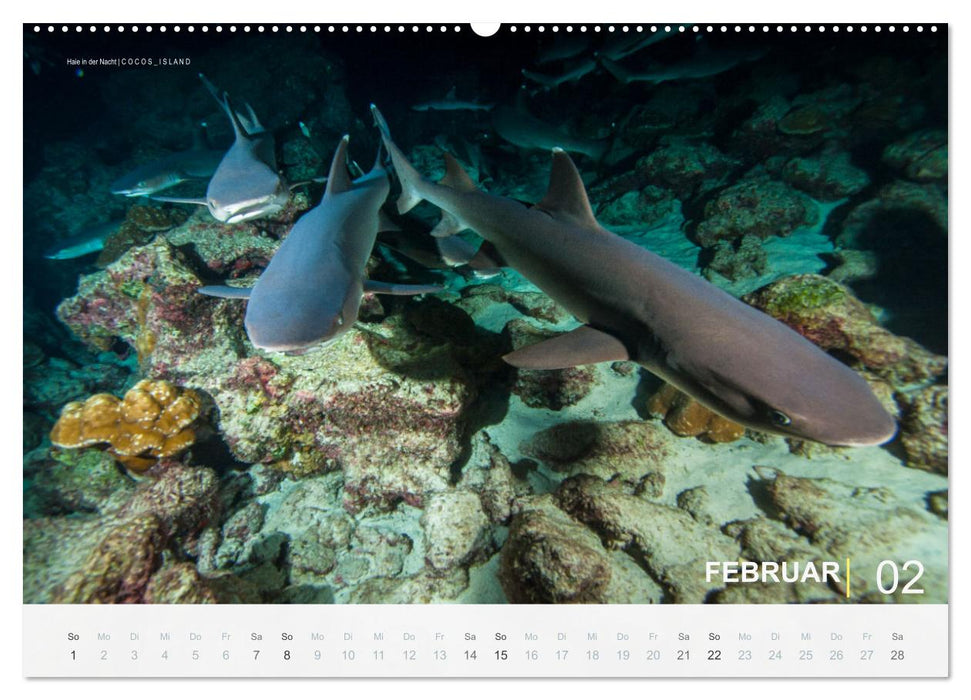 Haie in der Nacht (CALVENDO Premium Wandkalender 2026)