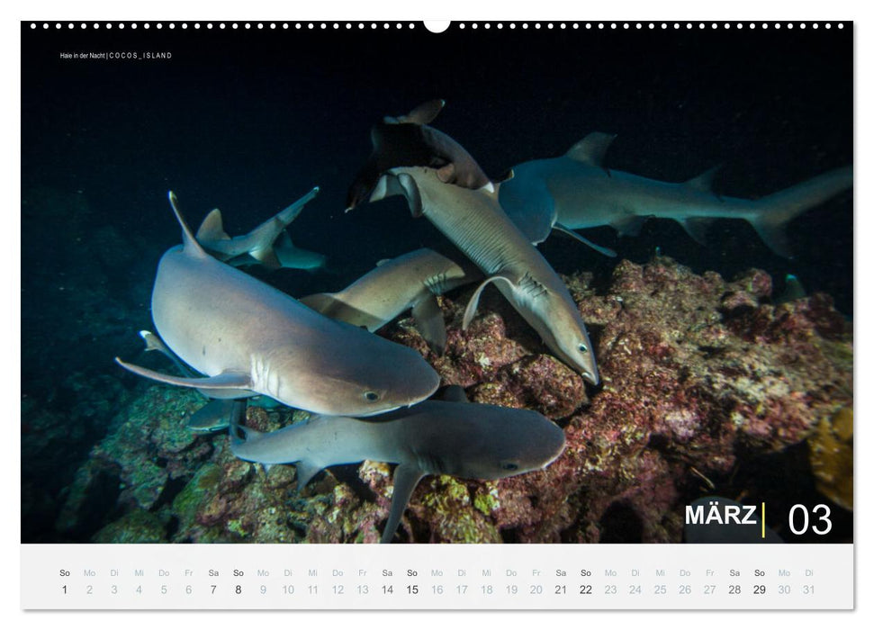 Haie in der Nacht (CALVENDO Premium Wandkalender 2026)