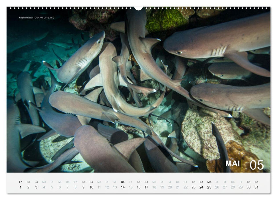 Haie in der Nacht (CALVENDO Premium Wandkalender 2026)