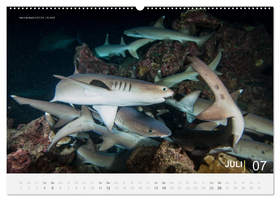 Haie in der Nacht (CALVENDO Premium Wandkalender 2026)