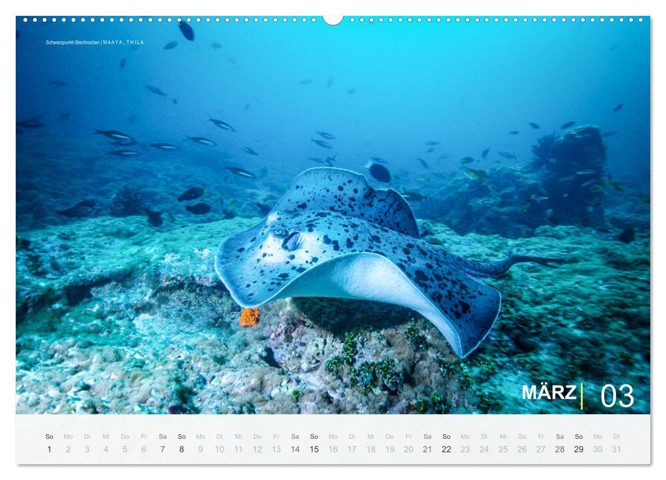 Die schönsten Korallenriffe zum Tauchen auf den Malediven (CALVENDO Premium Wandkalender 2026)