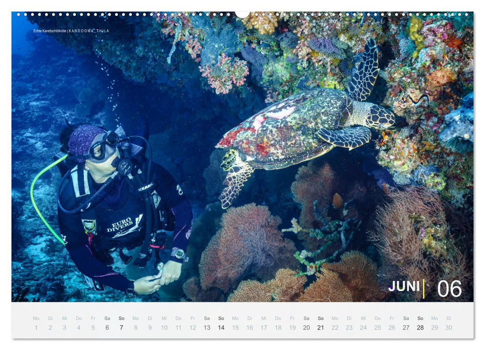 Die schönsten Korallenriffe zum Tauchen auf den Malediven (CALVENDO Premium Wandkalender 2026)