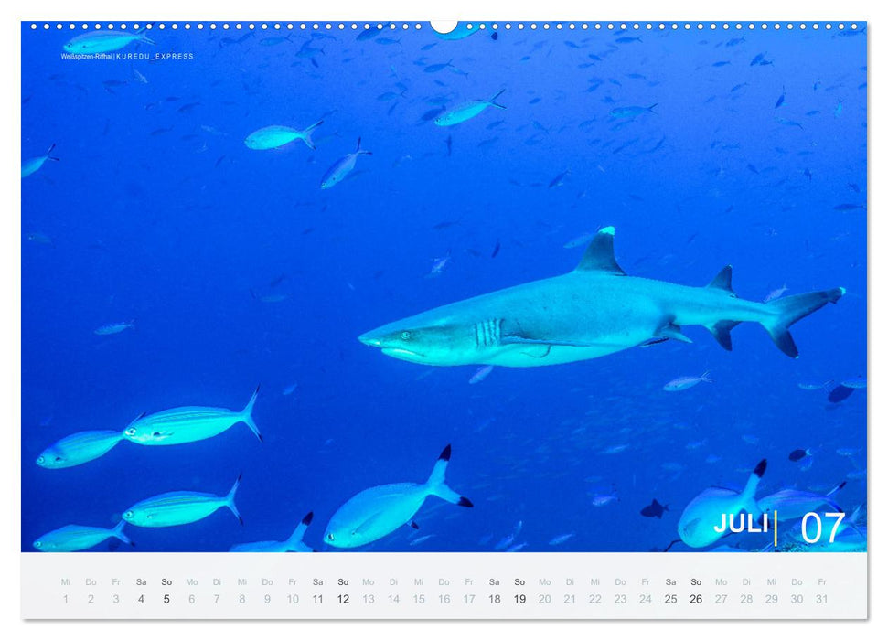 Die schönsten Korallenriffe zum Tauchen auf den Malediven (CALVENDO Premium Wandkalender 2026)