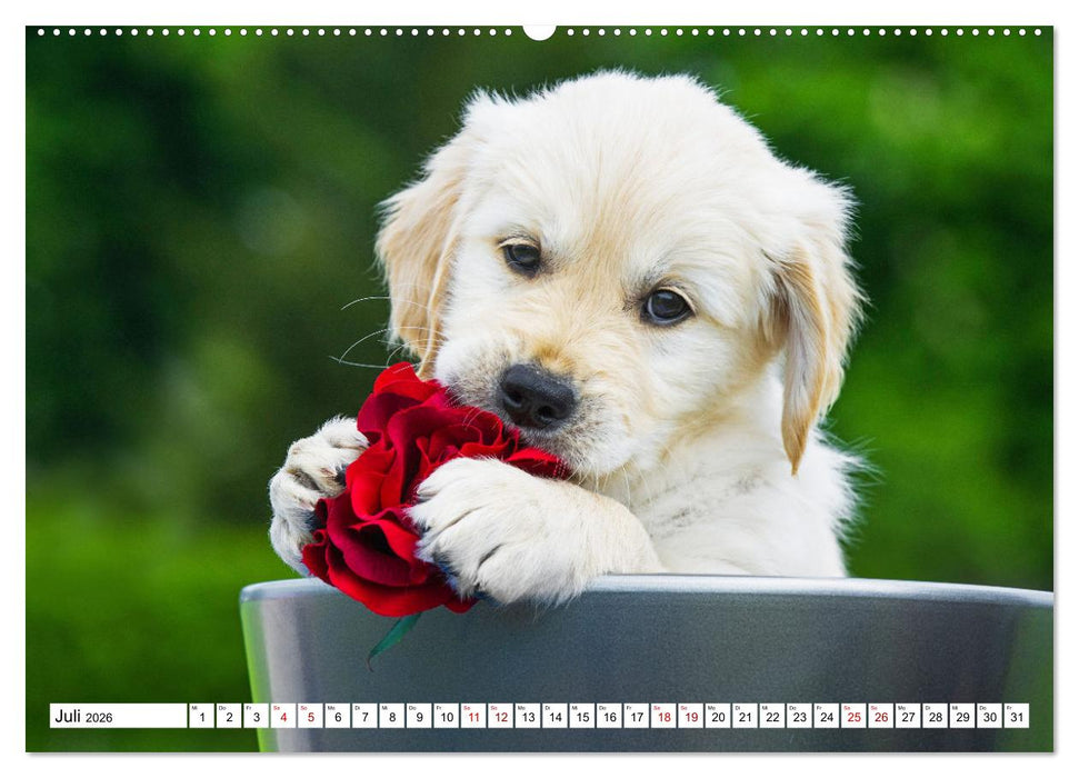 Golden Retriever - Ein Freund auf vier Pfoten (CALVENDO Premium Wandkalender 2026)
